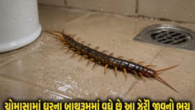 ચોમાસામાં બાથરૂમમાં બાલ્ટી નીચે છુપાયેલો હોઈ શકે છે આ ઝેરી જીવ !