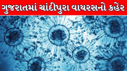 22 બાળકોના મોત, 184 શંકાસ્પદ કેસ ! ગુજરાતમાં ચાંદીપુરા વાયરસનો કહેર