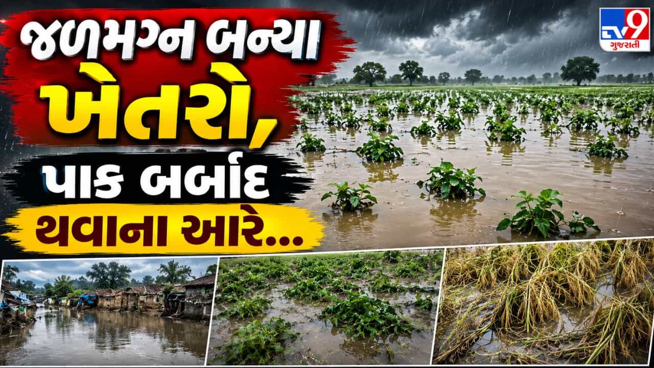 Banaskantha Rain Video: ડીસામાં ભારે વરસાદ બાદ ખેતરો જળમગ્ન, પાક બર્બાદ થવાની ભીતિ
