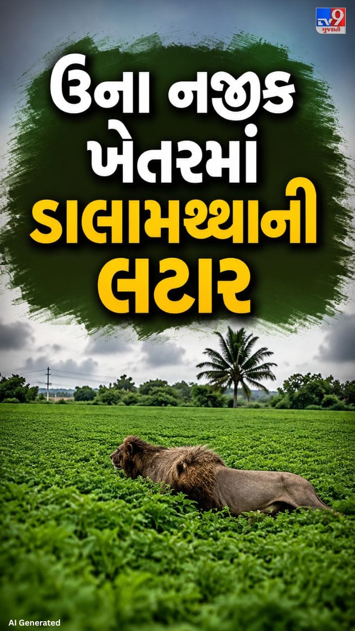મગફળીના ખેતરમાં લટાર મારતા બે સિંહ કેમેરામાં કેદ