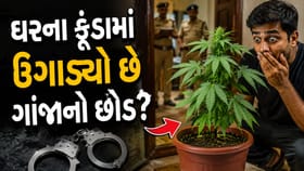 શું તમે પણ ઘરના કૂંડામાં ઉગાડ્યો છે ગાંજાનો છોડ?