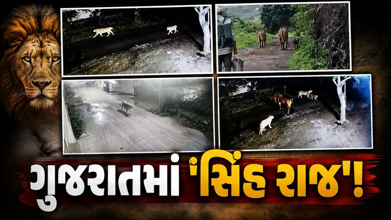 અમરેલીથી જૂનાગઢ સુધી... ગામડાઓમાં 'સિંહ રાજ', જંગલ છોડીને રસ્તાઓ પર આવ્યા ગીરના રાજા - જુઓ Video અમરેલીથી જૂનાગઢ સુધી... ગામડાઓમાં 'સિંહ રાજ', જંગલ છોડીને રસ્તાઓ પર આવ્યા ગીરના રાજા - જુઓ Video