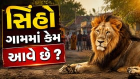 ગુજરાતમાં સિંહો ગામમાં કેમ આવે છે? વધતી વસ્તી