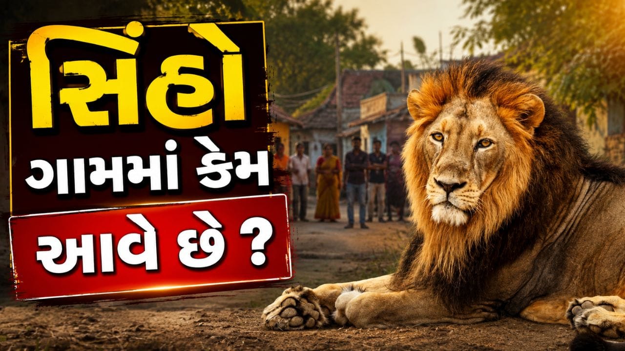 ગુજરાતમાં સિંહો ગામમાં કેમ આવે છે? વધતી વસ્તી, વસવાટ દબાણ અને સંઘર્ષના કારણો