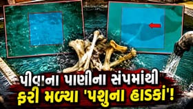 કાલોલમાં પાણીના સંપમાંથી અવારનવાર કેમ મળી રહ્યા છે 'પશુના હાડકાં'?