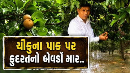 ચીકુના પાકને ભારે નુકસાન,15 દિવસના જળબંબાકારથી લણણી એક મહિનો મોડી