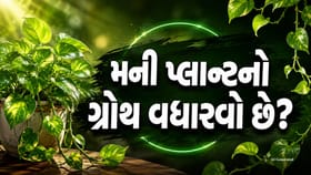 મની પ્લાન્ટની ગ્રોથ વધારવો છે? આ હોમમેડ ખાતર બની શકે ગેમ ચેન્જર