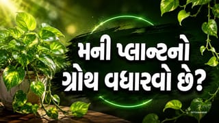 Money Plant Growth Tips : મની પ્લાન્ટનો ગ્રોથ વધારવો છે ? ઘરે જ તૈયાર કરો ઓર્ગનીક લિક્વિડ ખાતર, જાણો ઉપયોગ કરવાની સાચી રીત