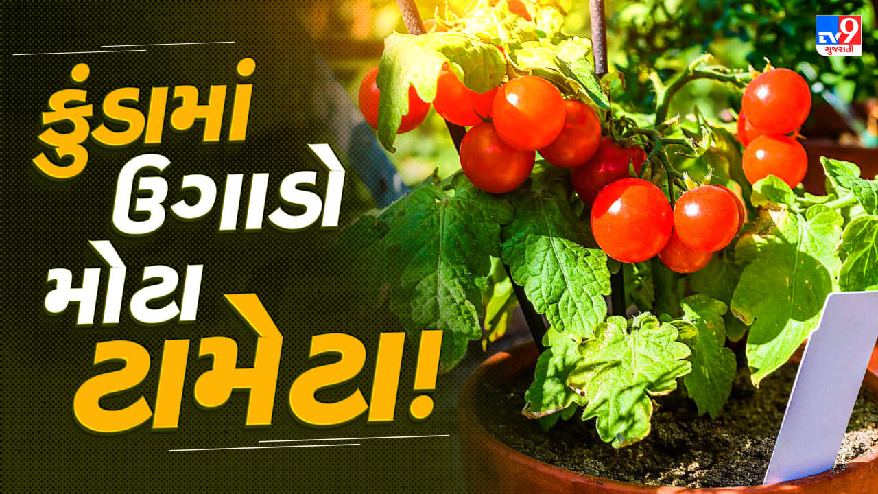 How to Grow Big Tomatoes in Pots : કુંડામાં જ ઉગાડો મોટા-મોટા લાલ ટામેટા, માળીએ જણાવી ખાસ ટ્રિક