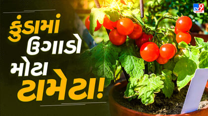 કુંડામાં ટામેટાં ઉગાડો છો? આ વાતનું રાખો ધ્યાન