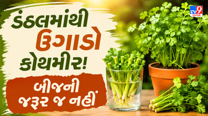 ઘરે કોથમીર ઉગાડવાની સરળ અને અનોખી રીત