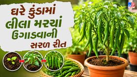 લીલા મરચાં ઉગાડવાની સરળ રીત, ઘરે જ મેળવો તાજા મરચાં