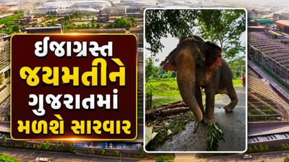 મોતના મુખમાંથી બચાવાયેલી હાથણી જયમતીને મળશે સારવાર