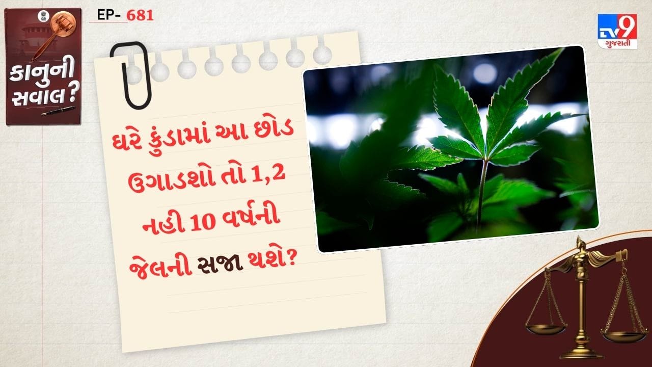 જો તમને એવું લાગે કે, ઘરની બાલકનીમાં, અગાશી ઉપર ગાંજાનો છોડ વાવવો કોઈ મોટી વાત નથી. તો આ વિચાર તમને જેલના સળિયા પાછળ મોકલી શકે છે. ભારતમાં પરવાનગી વગર ગાંજો અથવા કેનબિસના વૃક્ષની ખેતી કરવી કાનુની ગુનો છે. આ વૃક્ષ પછી ખેતરમાં ઉગાડવામાં આવે કે, ઘરે નાનાકડા કુંડામાં બધા માટે નિયમો સરખા છે.