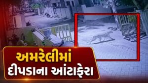 Breaking News : અમરેલી શહેરમાં દીપડાના આંટાફેરાથી દહેશત, CCTVમાં કેદ થયા દીપડાના દ્રશ્યો, જુઓ Video