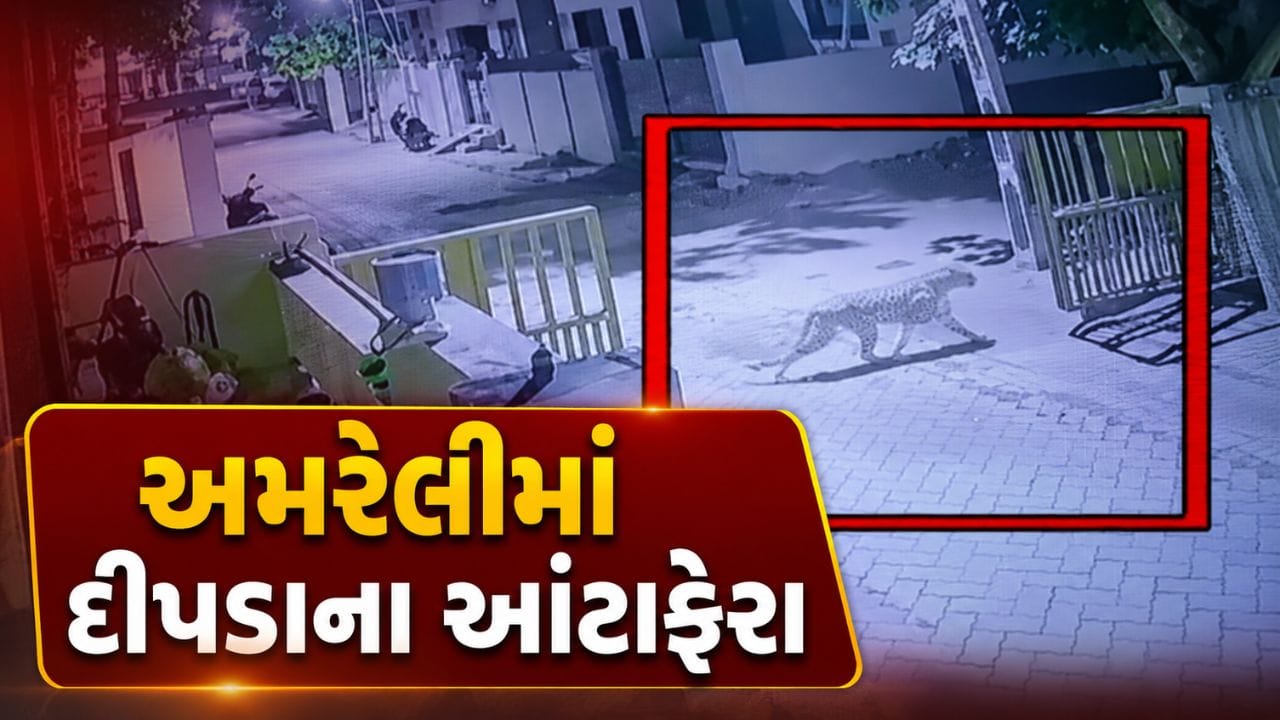 Breaking News : અમરેલી શહેરમાં દીપડાના આંટાફેરાથી દહેશત, CCTVમાં કેદ થયા દીપડાના દ્રશ્યો, જુઓ Video Breaking News : અમરેલી શહેરમાં દીપડાના આંટાફેરાથી દહેશત, CCTVમાં કેદ થયા દીપડાના દ્રશ્યો, જુઓ Video