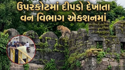 ઉપરકોટમાં દીપડો દેખાતા વન વિભાગ એક્શનમાં! પ્રવાસીઓ માટે કિલ્લો બંધ
