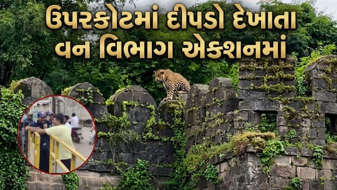 ઉપરકોટમાં દીપડો દેખાતા વન વિભાગ એક્શનમાં! પ્રવાસીઓ માટે કિલ્લો બંધ