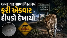 અમદાવાદ ગ્રામ્યમાં ફરી દિપડો દેખાયો, વન વિભાગે ગોઠવ્યું પાંજરું