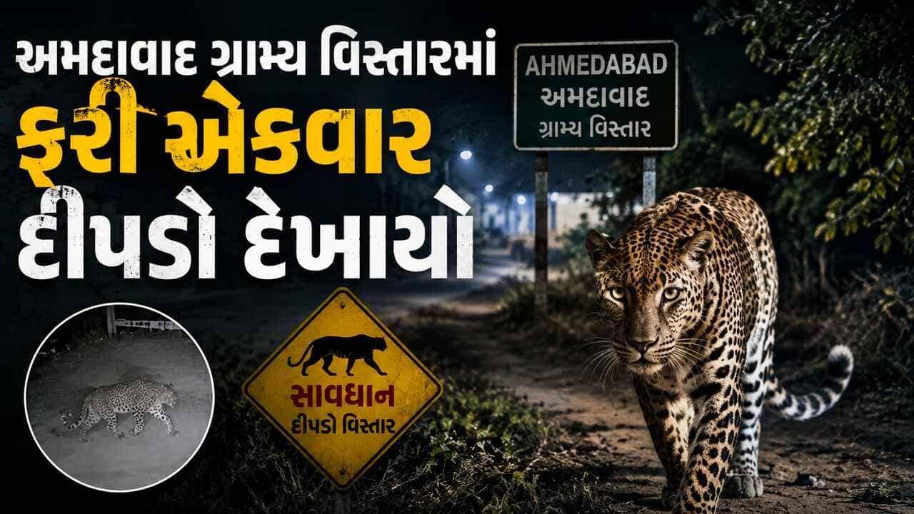 અમદાવાદ ગ્રામ્ય વિસ્તારમાં ફરીથી દીપડાનો ભય, મોટી દેવતી ગામે વન વિભાગે ગોઠવ્યું પાંજરું