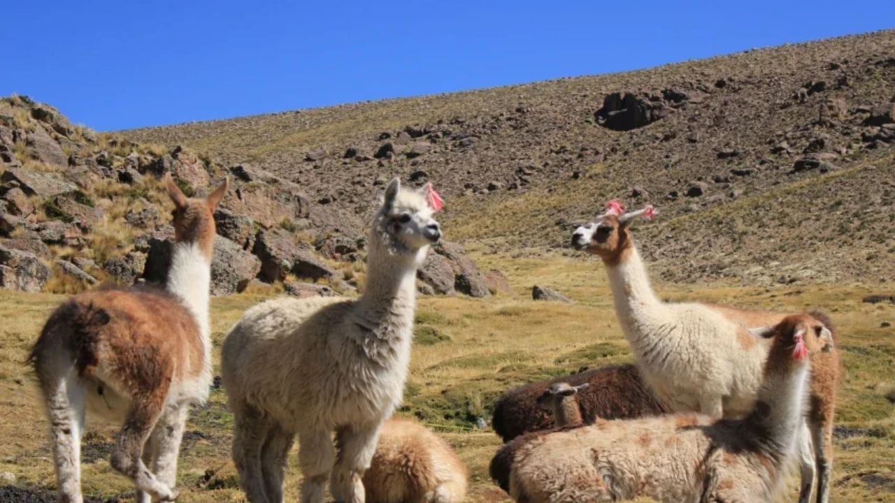 આ પ્રાણીનું નામ 'લામા' (Llama) છે, જે પોતાનો ગુસ્સો બતાવવા માટે ખૂબ જ અનોખી રીત અપનાવે છે. તે નથી ઘુરકિયાં કરતું, નથી ફેણ મારતું, નથી કરડતું કે નથી ભાગી જતું. તેના બદલે આ પ્રાણી સામે વાળા પર થૂંકી દે છે.(Image from : Pexels)