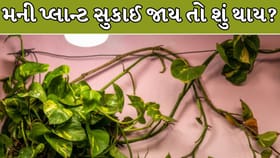 મની પ્લાન્ટના પાંદડાં પીળાં પડી રહ્યાં છે ? હોઈ શકે છે આ સંકેત