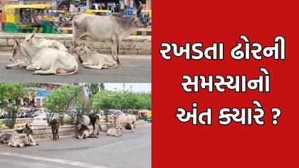 બનાસકાંઠામાં જાહેર માર્ગ પર રખડતા ઢોરે અડીંગો જમાવતા રાહદારીઓ ત્રસ્ત