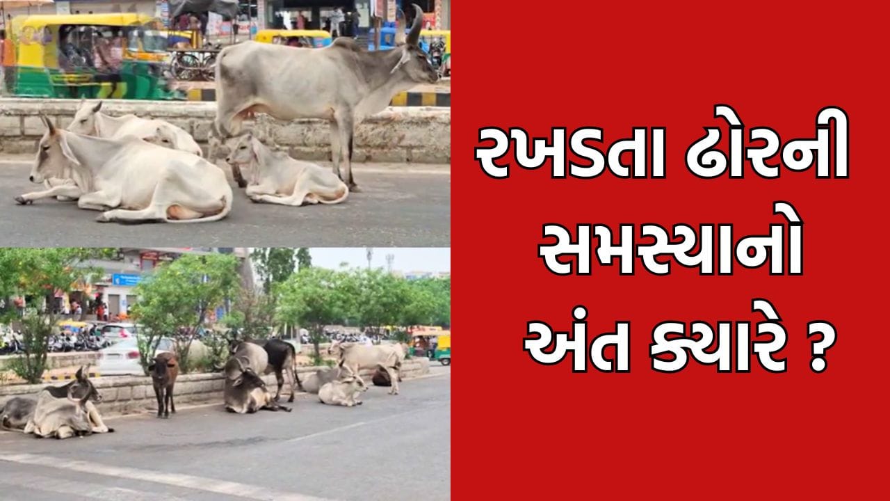 બનાસકાંઠામાં જાહેર માર્ગ પર રખડતા ઢોરે અડીંગો જમાવતા રાહદારીઓ ત્રસ્ત, તંત્ર મસ્ત- જુઓ Video