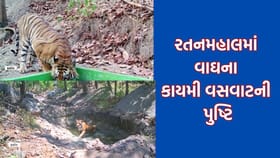 મોટા સમાચાર: ગુજરાતમાં વાઘે પોતાની મુવમેન્ટની હદમાં કર્યો વધારો