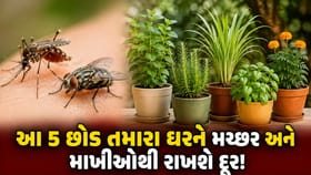 આ 5 છોડ તમારા ઘરને મચ્છર અને માખીઓથી રાખશે દૂર !