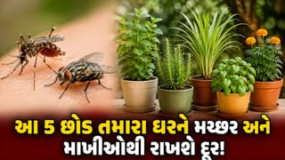 ગલગોટાથી લઈને લેવેન્ડર સુધી… જાણો કયા 5 છોડ તમારા ઘરને મચ્છરો અને માખીઓથી રાખશે દૂર!