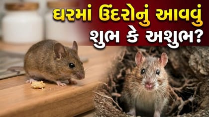 શું તમારા ઘરમાં પણ ઉંદરો દર બનાવી રહ્યા છે? શકુન શાસ્ત્રના નિયમો જાણો