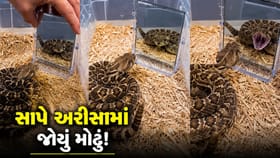 Trending Video : સાપે અરીસામાં જોયું પોતાનું મોઢું, જુઓ Video