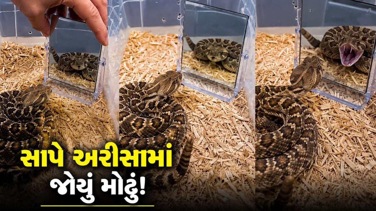 Trending Video : સાપે અરીસામાં જોયું પોતાનું મોઢું, પછી થઈ જોવા જેવી, જુઓ Video