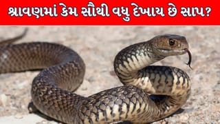 શ્રાવણ મહિનામાં જ કેમ સૌથી વધુ દેખાય છે સાપ ? નાગપંચમીનું કનેક્શન કે વિજ્ઞાન, જાણી લો અસલી કારણ !