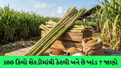 1 કિલો ખાંડ બનાવવા કેટલી શેરડી વપરાય? 100 કિલોમાંથી નીકળે આટલી જ ખાંડ