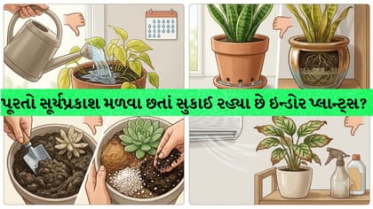 ઇન્ડોર પ્લાન્ટ્સ સુકાઈ જવા પાછળ તમારી આ 5 ભૂલો હોઈ શકે છે જવાબદાર