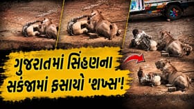 ગુજરાતમાં શખ્સ પર બેસી ગઈ સિંહણ, આ રીતે બચાવ્યો પોતાનો જીવ