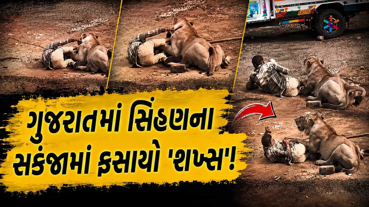 Trending Video: 30 મિનિટ... સાક્ષાત મોતના મુખમાં! ગુજરાતમાં સિંહણના સકંજામાં ફસાયો શખ્સ, આ રીતે બચાવ્યો પોતાનો જીવ