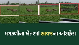 ઉના નજીક ખેતરોમાં વનરાજાના આંટાફેરાથી ખેડૂતોમાં ફફડાટ- Video વાયરલ