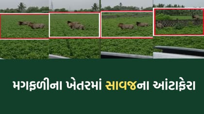 ઉના નજીક ખેતરોમાં વનરાજાના આંટાફેરાથી ખેડૂતોમાં ફફડાટ- Video વાયરલ