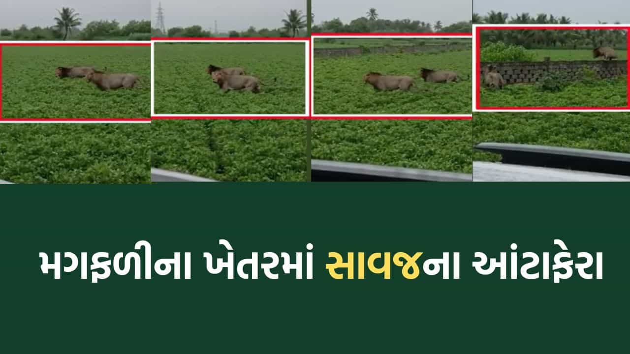 ઉના નજીક ખેતરમાં વનરાજાની છટાદાર લટાર, દિવસના સમયે આંટાફેરા મારતા જોવા મળ્યા સિંહો- Video વાયરલ
