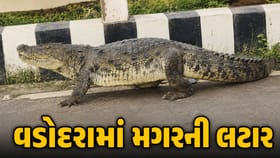 વડોદરાના જાંબુઆ બ્રિજ પર મહાકાય મગરની લટાર ! Video