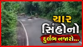 તુલસીશ્યામ રોડ પર ચાર સિંહોનો દુર્લભ નજારો