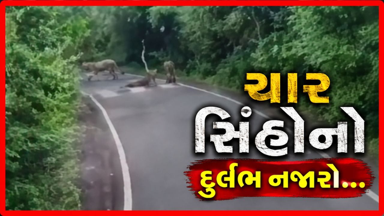 તુલસીશ્યામ રોડ પર ચાર સિંહોનો દુર્લભ નજારો, વાહનવ્યવહાર થંભ્યો, જુઓ Video તુલસીશ્યામ રોડ પર ચાર સિંહોનો દુર્લભ નજારો, વાહનવ્યવહાર થંભ્યો, જુઓ Video