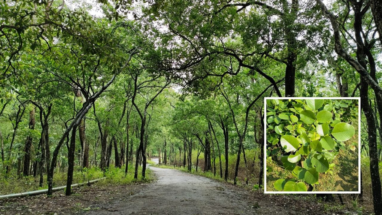 ચંદનના ઝાડ સામાન્ય રીતે ગાઢ છાંયો ધરાવતા અને ઠંડા વિસ્તારોમાં સારી રીતે વિકસે છે. ખાસ કરીને ઉનાળાની ઋતુમાં આવી જગ્યાઓનું તાપમાન આસપાસની ખુલ્લી જગ્યાની તુલનામાં ઓછું રહે છે. ઠંડા લોહીવાળા પ્રાણી (એક્ટોથર્મિક) તરીકે સાપ પોતાનું શરીરનું તાપમાન પર્યાવરણના આધારે નિયંત્રિત કરે છે, તેથી તેમને આવી ઠંડી અને આરામદાયક જગ્યાઓ વધુ અનુકૂળ લાગે છે.