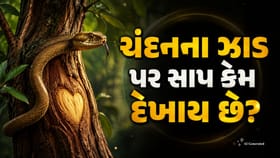 ચંદનના ઝાડ પર સાપ કેમ જોવા મળે છે?