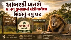 આંબરડી બનશે માનવ પરના હુમલામાં સંડોવાયેલા સિંહોનું નવું ઘર