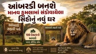 World Lion Day 2026 : માનવ પર હુમલો કરી ચૂકેલા સિંહો માટે, આંબરડી સફારી પાર્કમાં બનશે 100 હેક્ટરનું ખાસ ક્ષેત્ર