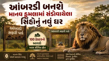 આંબરડી બનશે માનવ પરના હુમલામાં સંડોવાયેલા સિંહોનું નવું ઘર